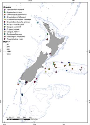 Systematics and Phylogenetic Relationships of New Zealand Benthic Octopuses (Cephalopoda: Octopodoidea)